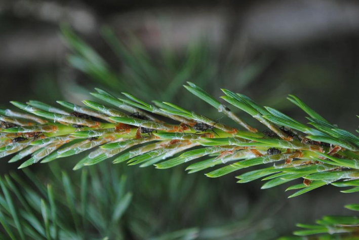 Waldtrachtbeobachtung Bild 10