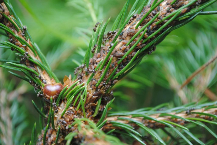 Waldtrachtbeobachtung Bild 11