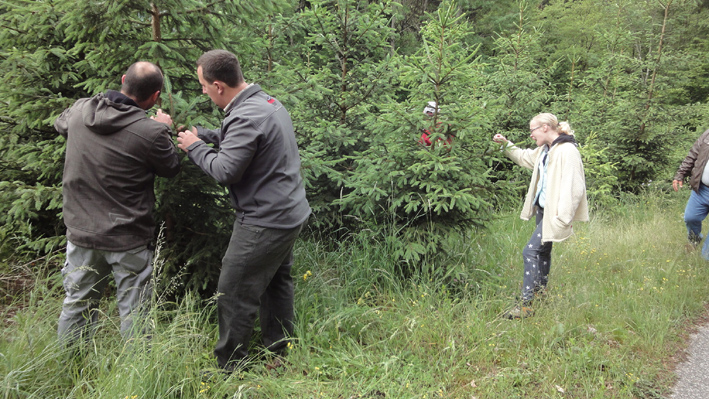 Waldtrachtbeobachtung Bild 4