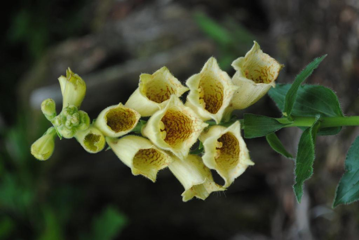 Waldtrachtbeobachtung Bild 9